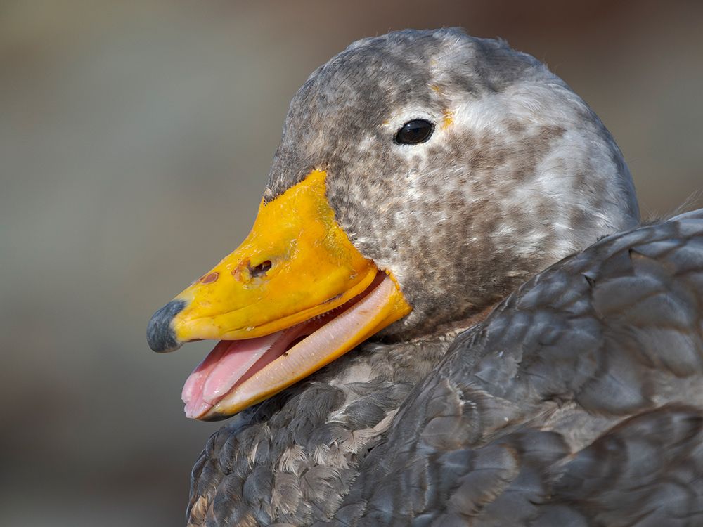 Falkland steamer duck, an endemic duck living on the coasts of the Falkland Islands. art print by Martin Zwick for $57.95 CAD