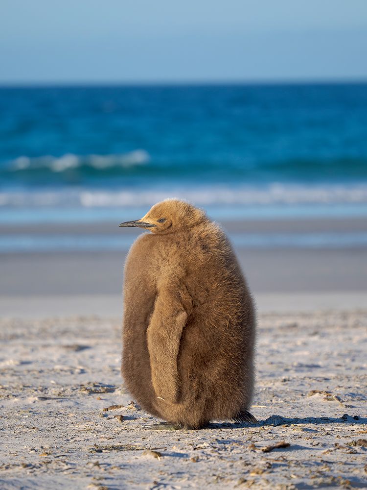 King penguin chick on beach in the Falkland Islands in the South Atlantic, Saunders Island. art print by Martin Zwick for $57.95 CAD