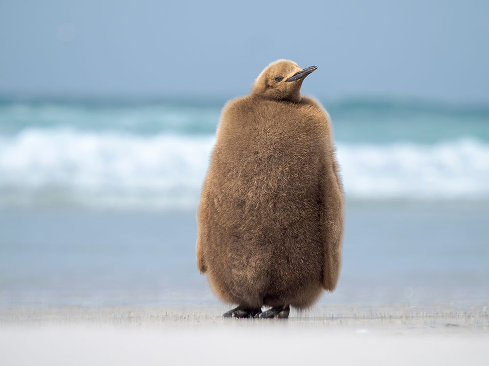 King penguin chick on beach in the Falkland Islands in the South Atlantic, Saunders Island. art print by Martin Zwick for $57.95 CAD