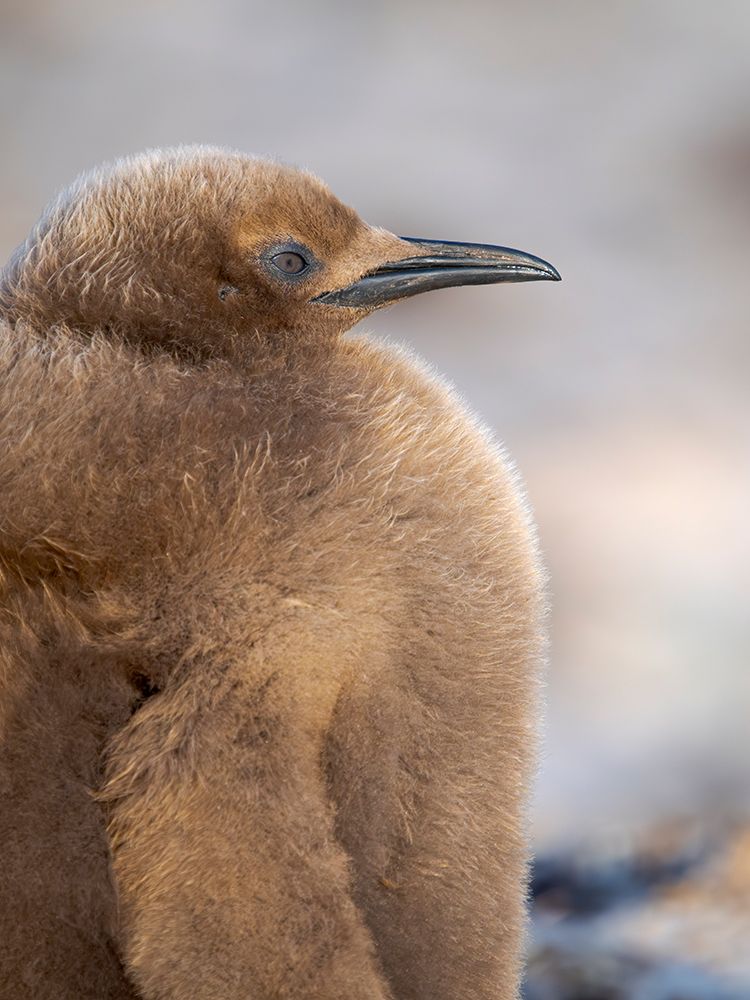King penguin chick on beach in the Falkland Islands in the South Atlantic, Saunders Island. art print by Martin Zwick for $57.95 CAD