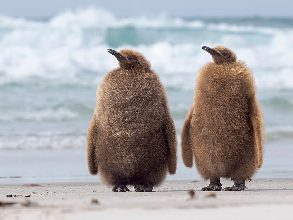 King penguin chick on beach in the Falkland Islands in the South Atlantic, Saunders Island. art print by Martin Zwick for $57.95 CAD