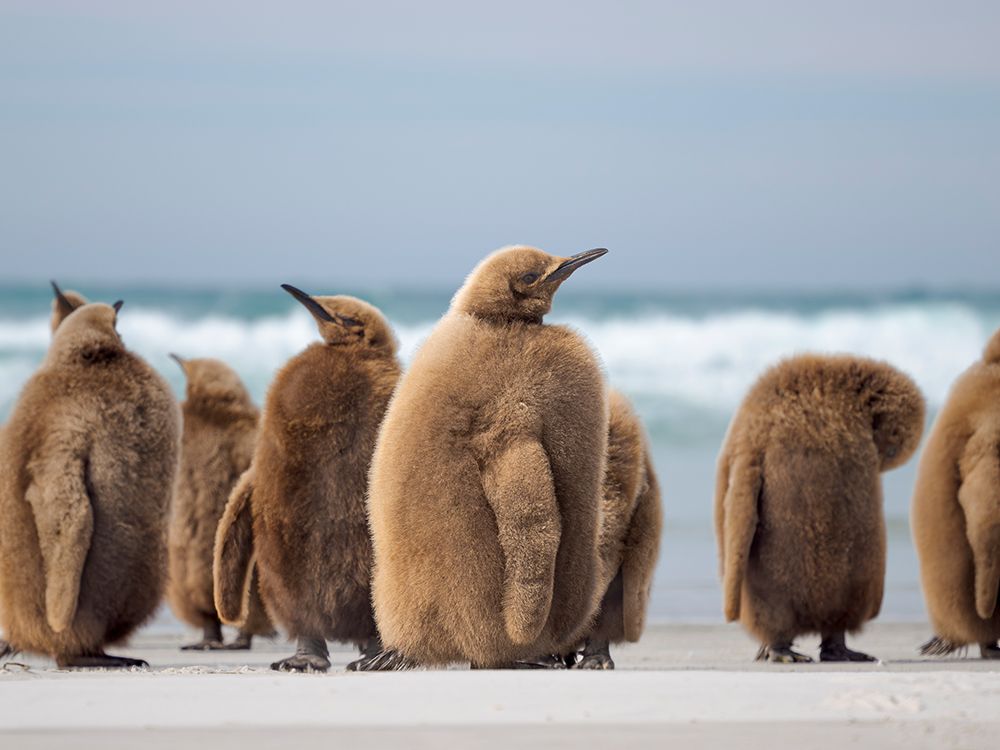 King penguin chick on beach in the Falkland Islands in the South Atlantic, Saunders Island. art print by Martin Zwick for $57.95 CAD
