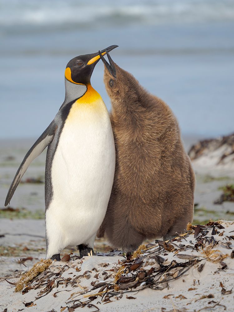 King penguin feeding of a chick in the Falkland Islands in the South Atlantic, Saunders Island. art print by Martin Zwick for $57.95 CAD
