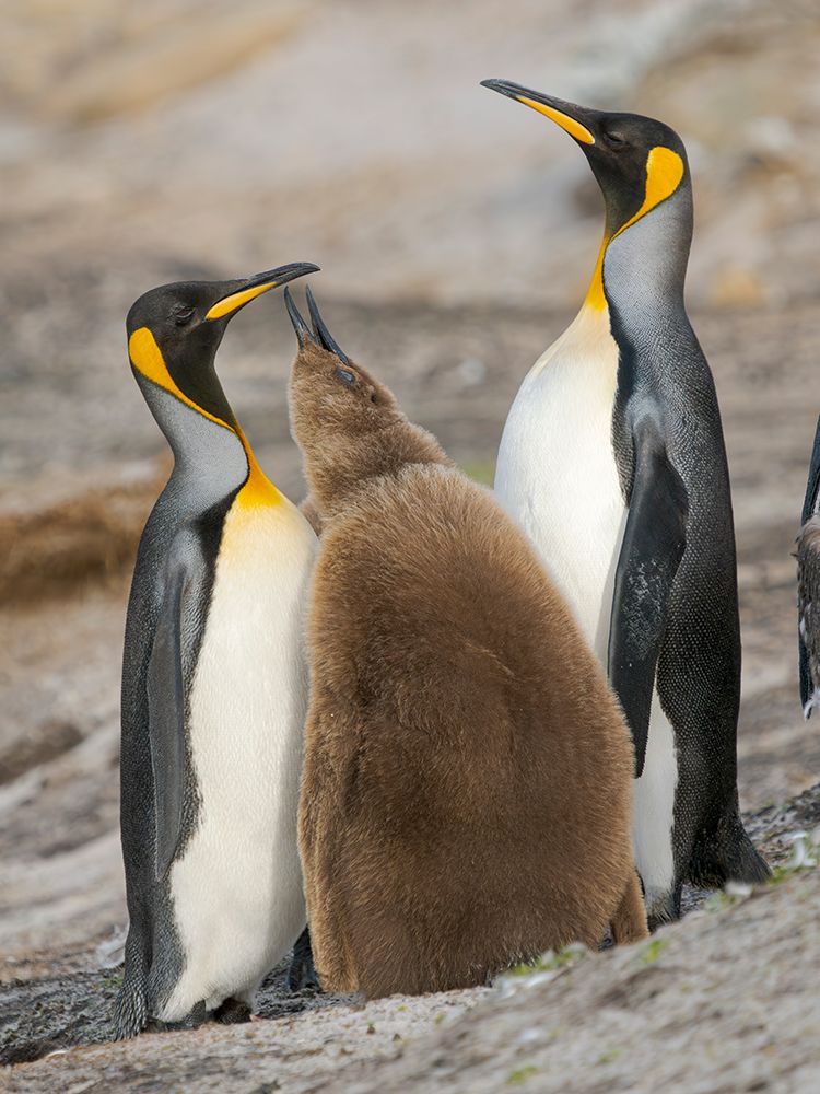 King penguin feeding of a chick in the Falkland Islands in the South Atlantic, Saunders Island. art print by Martin Zwick for $57.95 CAD