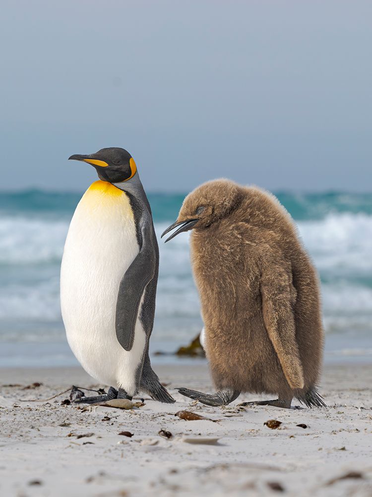 King penguin chick follows adult in the Falkland Islands in the South Atlantic, Saunders Island. art print by Martin Zwick for $57.95 CAD