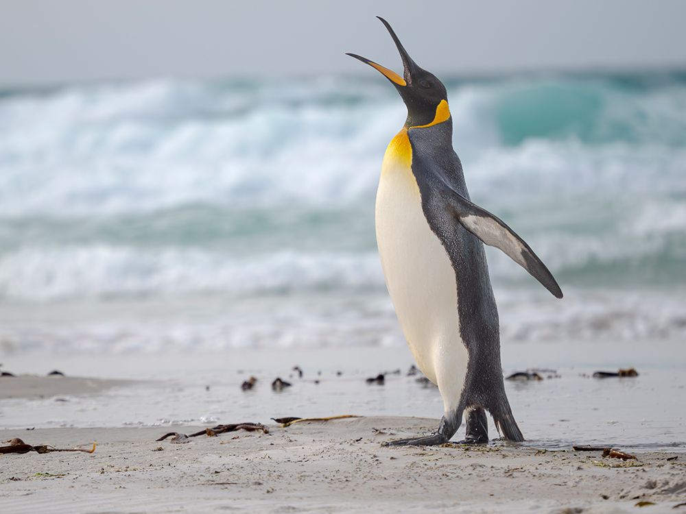King penguin. South America, Falkland Islands, Saunders Island art print by Martin Zwick for $57.95 CAD