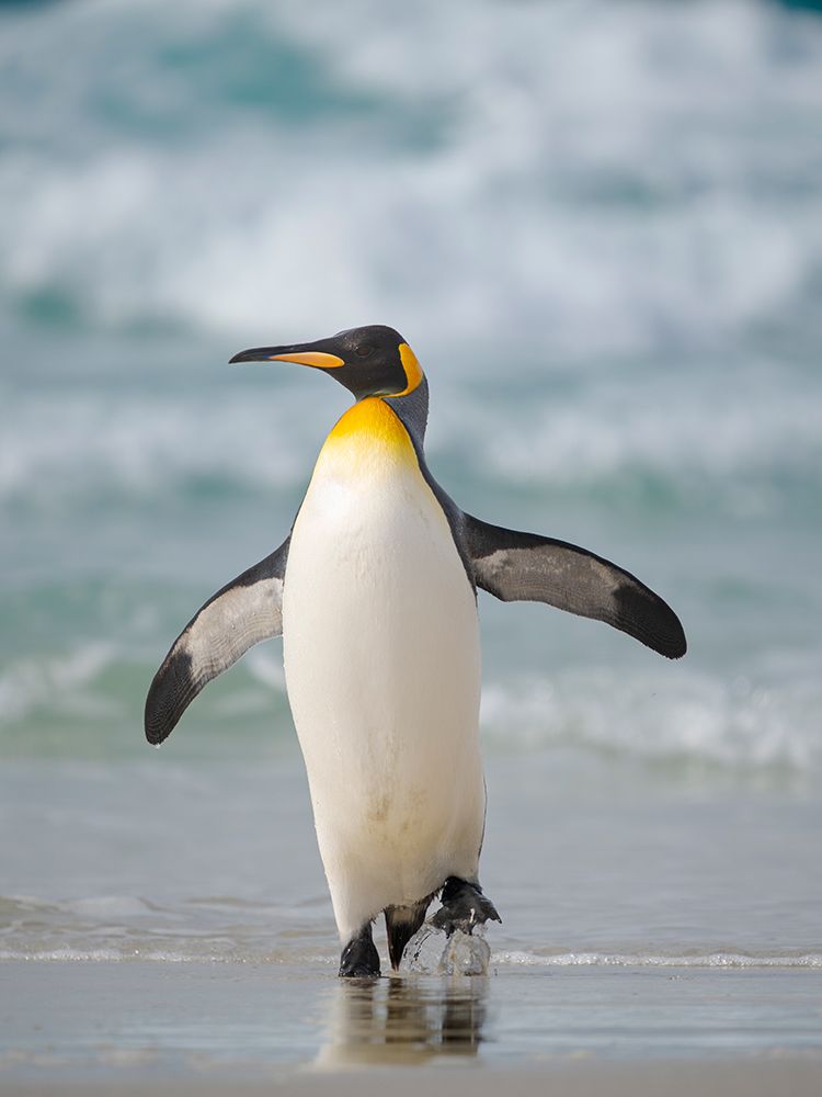 King penguin. South America, Falkland Islands, Saunders Island art print by Martin Zwick for $57.95 CAD