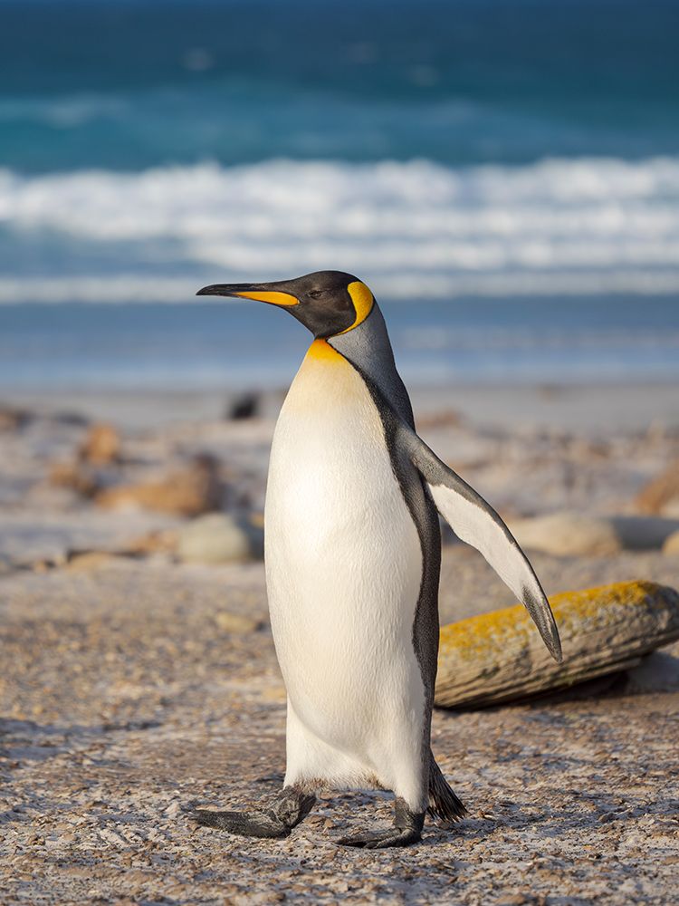 King penguin. South America, Falkland Islands, Saunders Island art print by Martin Zwick for $57.95 CAD