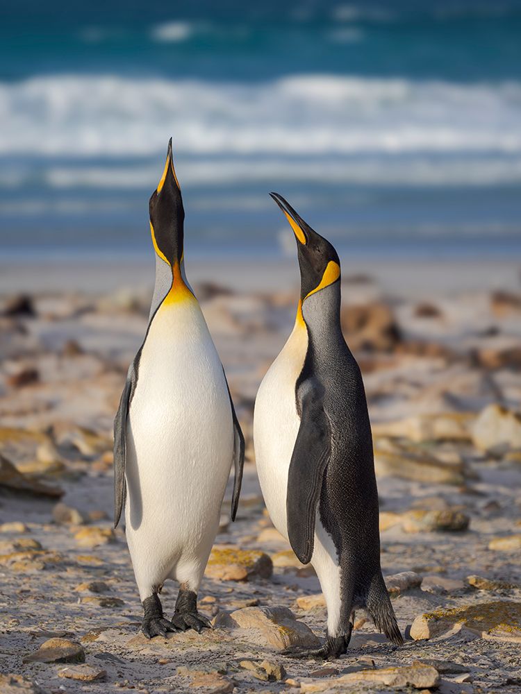 King penguin adults courtship display. South America, Falkland Islands, Saunders Island art print by Martin Zwick for $57.95 CAD
