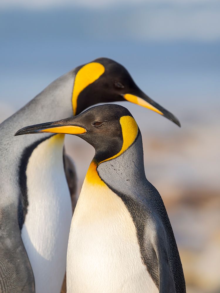 King penguin adults courtship display. South America, Falkland Islands, Saunders Island art print by Martin Zwick for $57.95 CAD