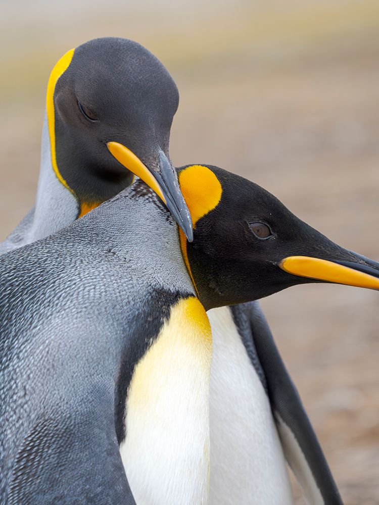 King penguin adults courtship display. South America, Falkland Islands, Saunders Island art print by Martin Zwick for $57.95 CAD