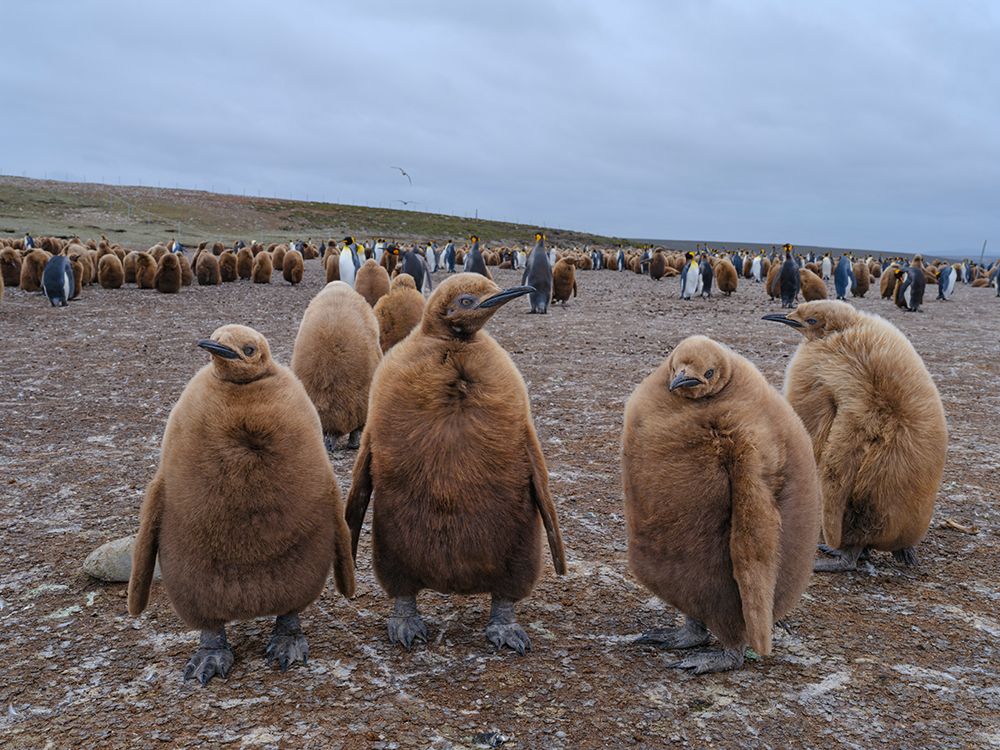 King penguin chicks in colony in Falkland Islands, South Atlantic. South America, Volunteer Point art print by Martin Zwick for $57.95 CAD