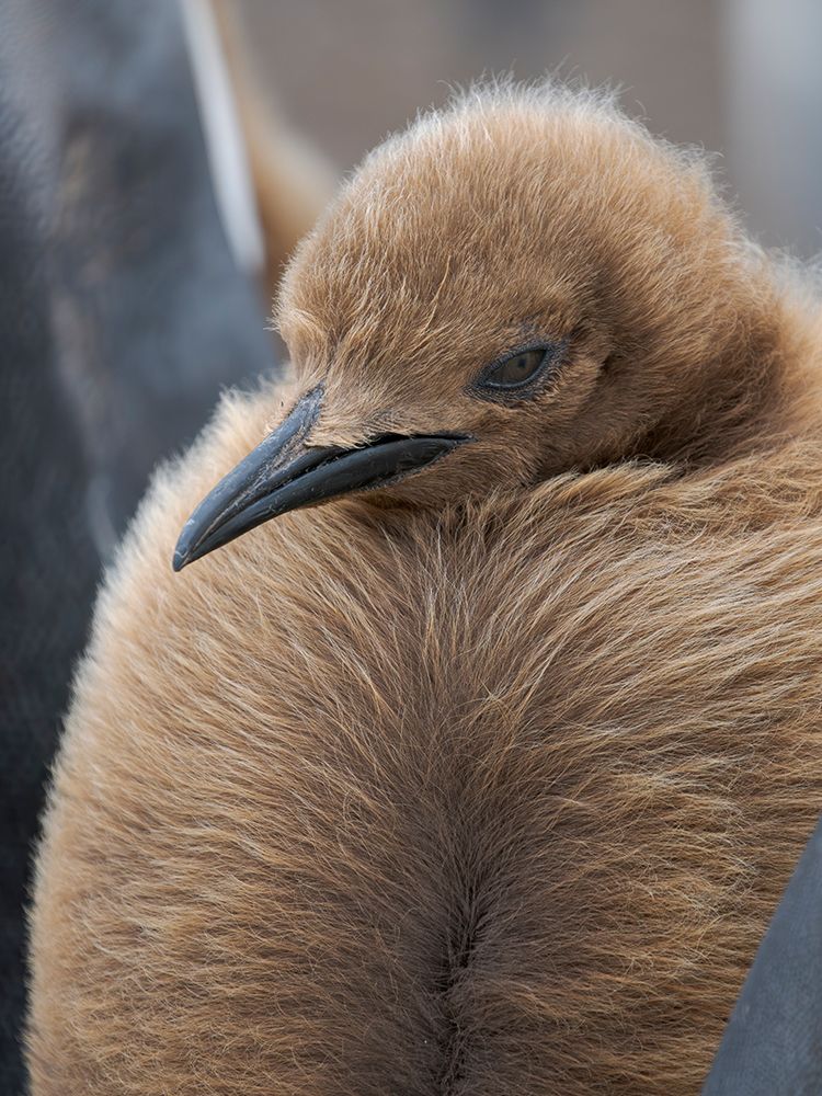 King penguin chicks in colony in Falkland Islands, South Atlantic. South America, Volunteer Point art print by Martin Zwick for $57.95 CAD