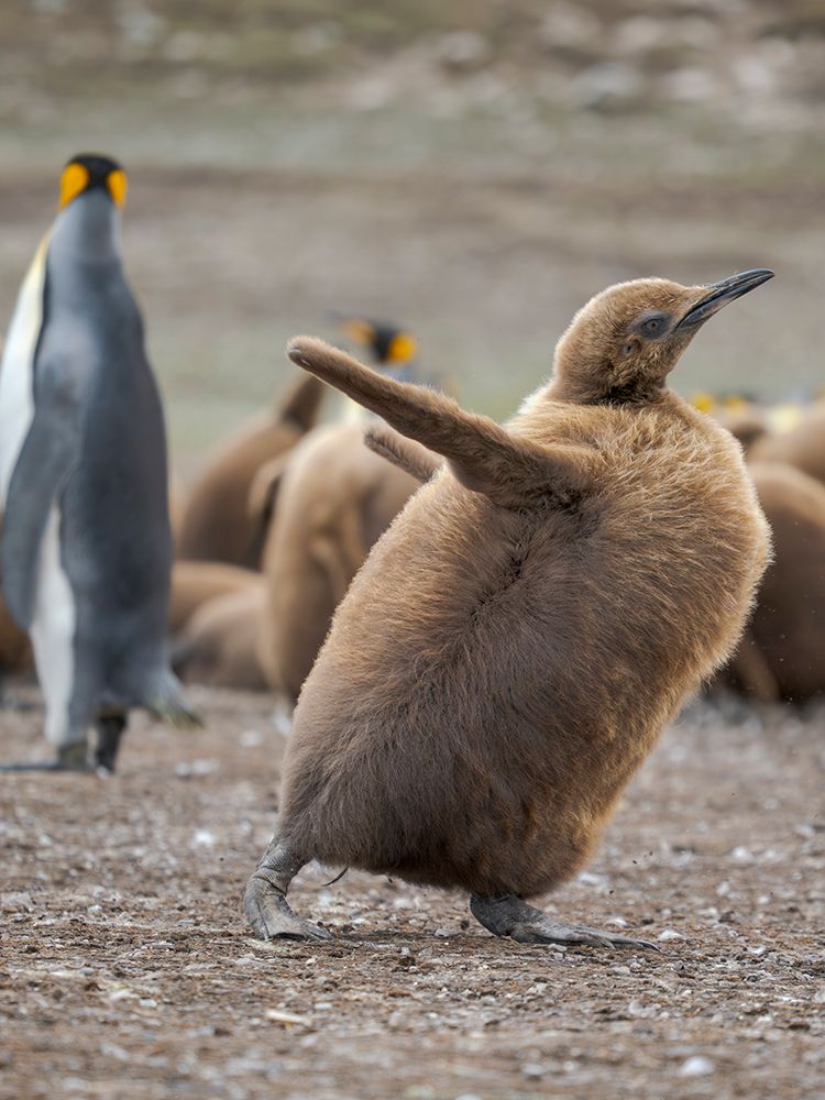 King penguin chicks in colony in Falkland Islands, South Atlantic. South America, Volunteer Point art print by Martin Zwick for $57.95 CAD