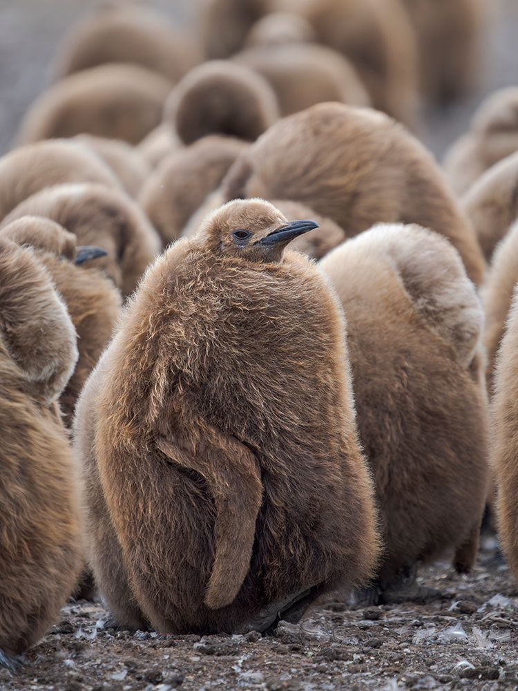 King penguin chicks in colony in Falkland Islands, South Atlantic. South America, Volunteer Point art print by Martin Zwick for $57.95 CAD