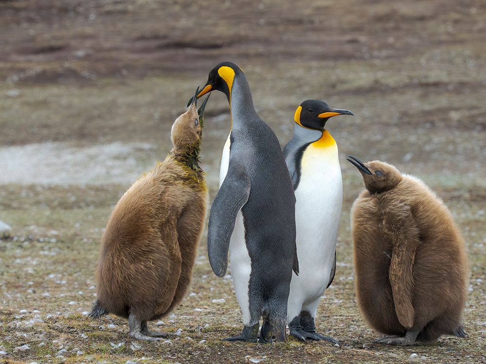King penguin. South America, Falkland Islands, Volunteer Point art print by Martin Zwick for $57.95 CAD