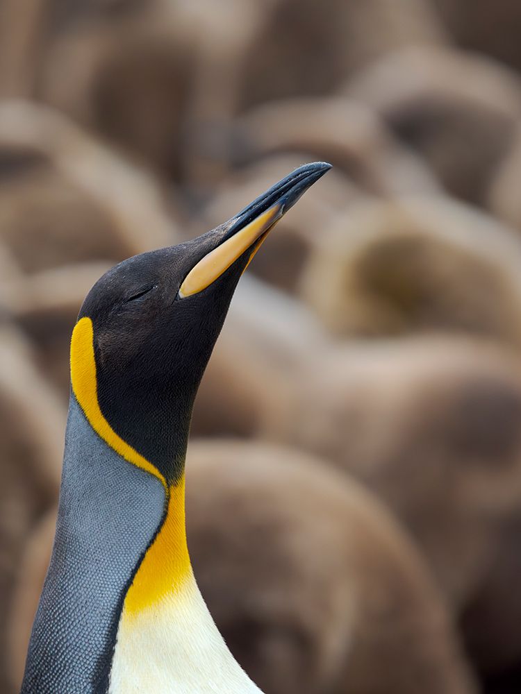 King penguin. South America, Falkland Islands, Volunteer Point art print by Martin Zwick for $57.95 CAD