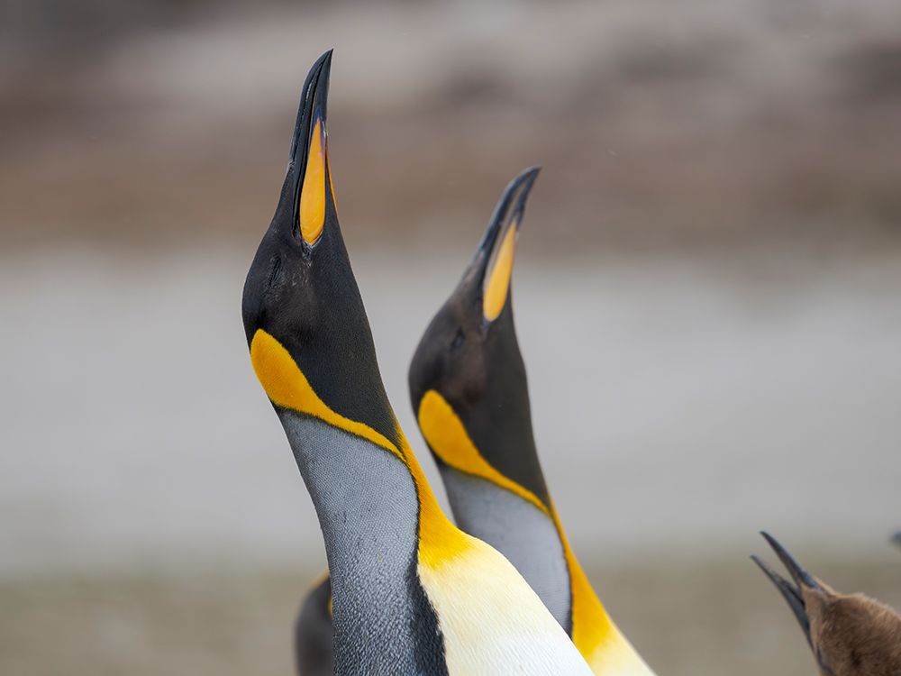 King penguin courtship display. South America, Falkland Islands, Volunteer Point art print by Martin Zwick for $57.95 CAD