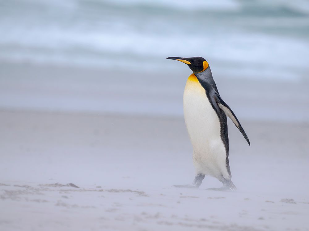 King penguin group on a beach. South America, Falkland Islands, Volunteer Point art print by Martin Zwick for $57.95 CAD