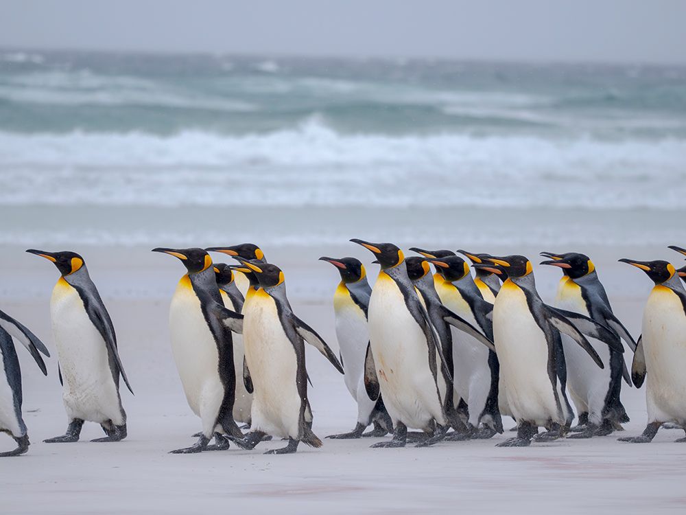 King penguin group on a beach. South America, Falkland Islands, Volunteer Point art print by Martin Zwick for $57.95 CAD