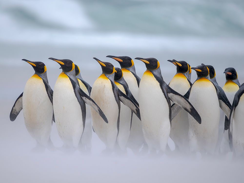 King penguin group on a beach. South America, Falkland Islands, Volunteer Point art print by Martin Zwick for $57.95 CAD