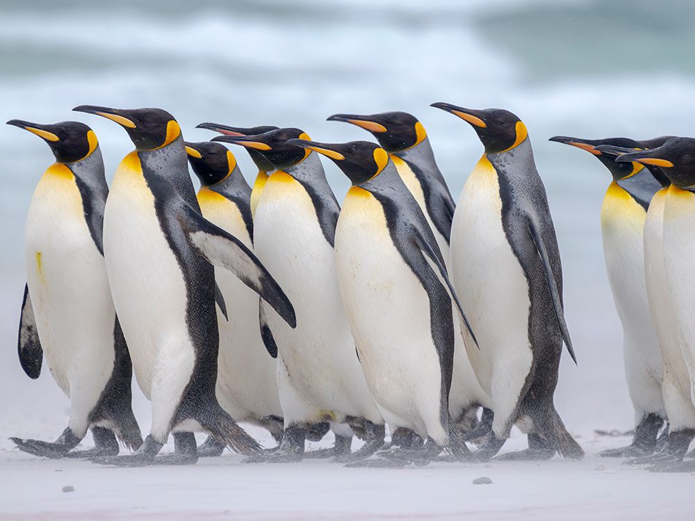 King penguin group on a beach. South America, Falkland Islands, Volunteer Point art print by Martin Zwick for $57.95 CAD