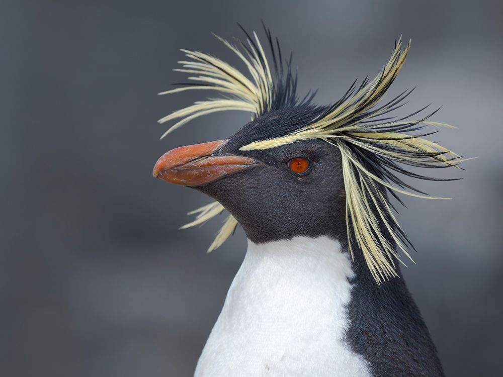 Moseleys penguin also called Northern Rockhopper penguin on Bleaker Island. Falkland Islands. art print by Martin Zwick for $57.95 CAD