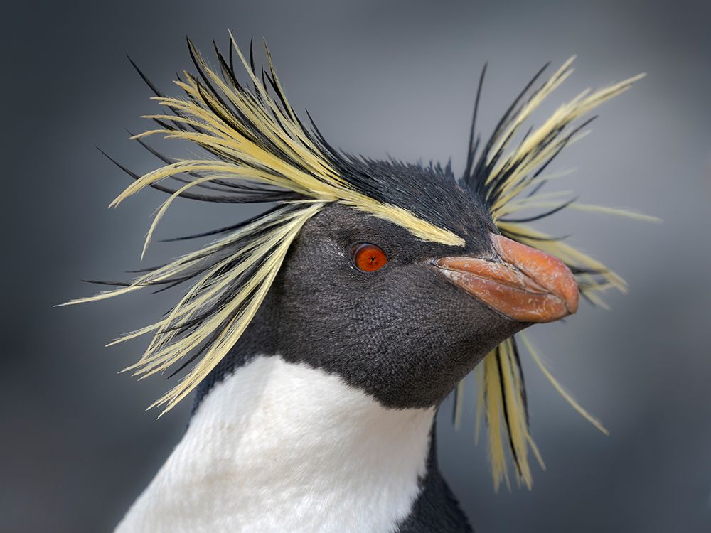 Moseleys penguin also called Northern Rockhopper penguin on Bleaker Island. Falkland Islands. art print by Martin Zwick for $57.95 CAD