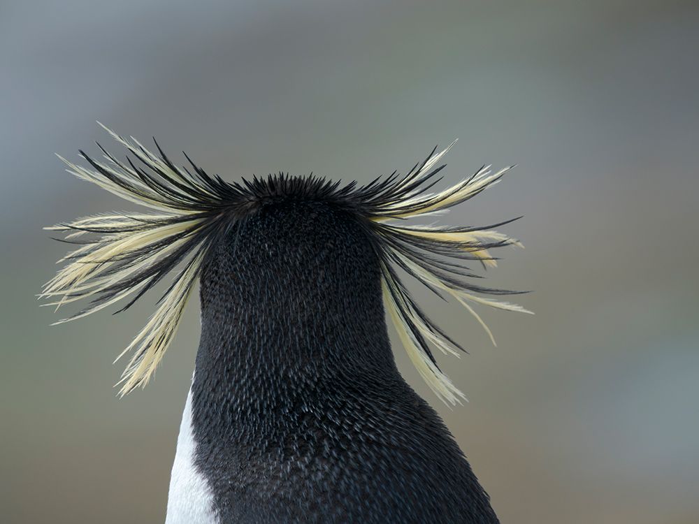 Moseleys penguin also called Northern Rockhopper penguin on Bleaker Island. Falkland Islands. art print by Martin Zwick for $57.95 CAD