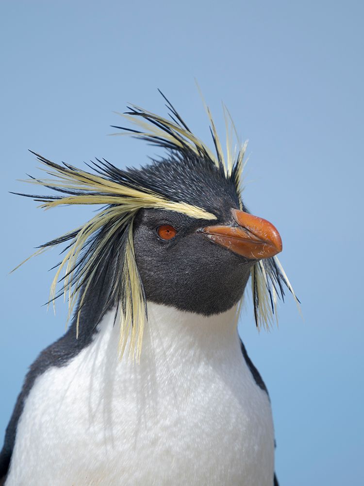 Moseleys penguin also called Northern Rockhopper penguin on Bleaker Island. Falkland Islands. art print by Martin Zwick for $57.95 CAD