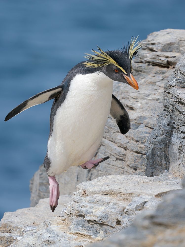 Moseleys penguin also called Northern Rockhopper penguin on Bleaker Island. Falkland Islands. art print by Martin Zwick for $57.95 CAD