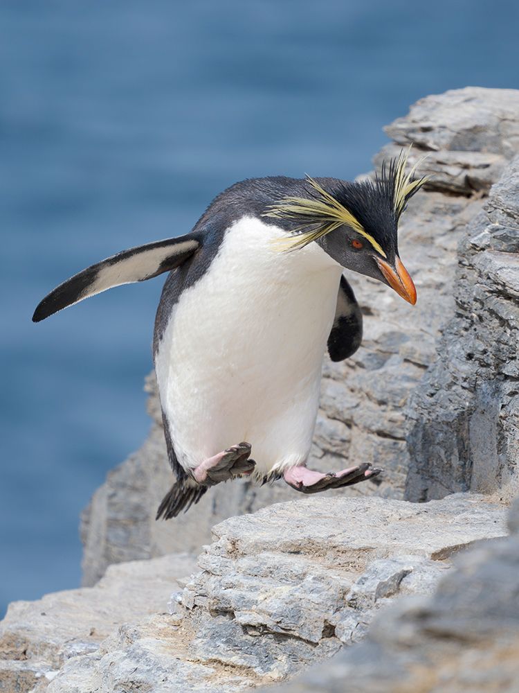 Moseleys penguin also called Northern Rockhopper penguin on Bleaker Island. Falkland Islands. art print by Martin Zwick for $57.95 CAD