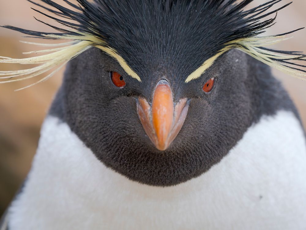 Rockhopper penguin during spring on Saunders Island, Falkland Islands. art print by Martin Zwick for $57.95 CAD