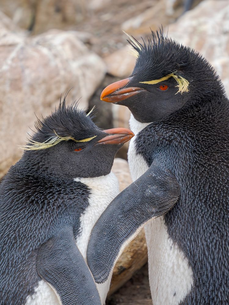 Rockhopper penguin during spring on Saunders Island, Falkland Islands. art print by Martin Zwick for $57.95 CAD