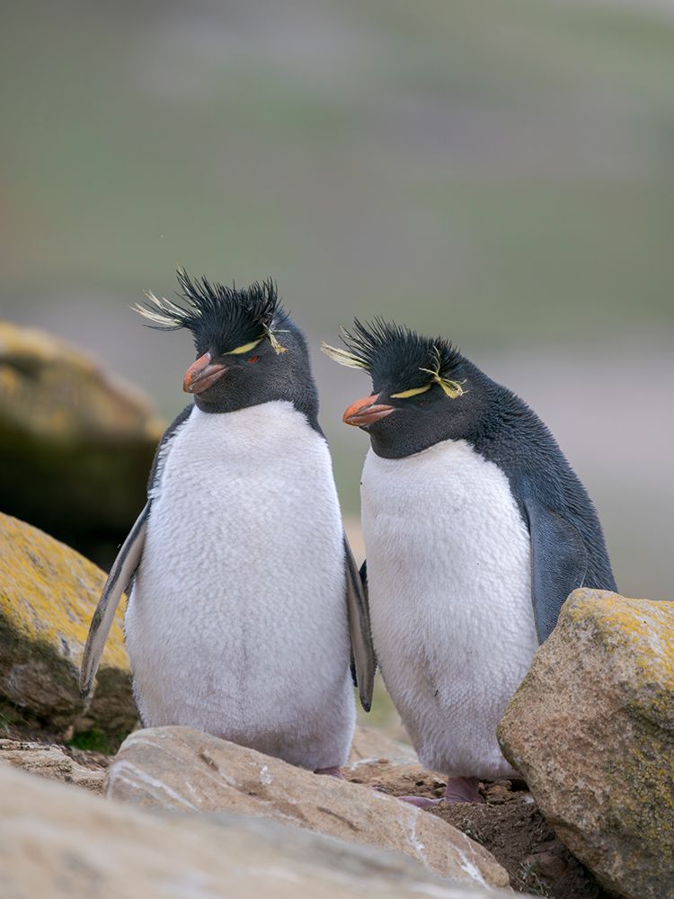 Rockhopper penguin during spring on Saunders Island, Falkland Islands. art print by Martin Zwick for $57.95 CAD