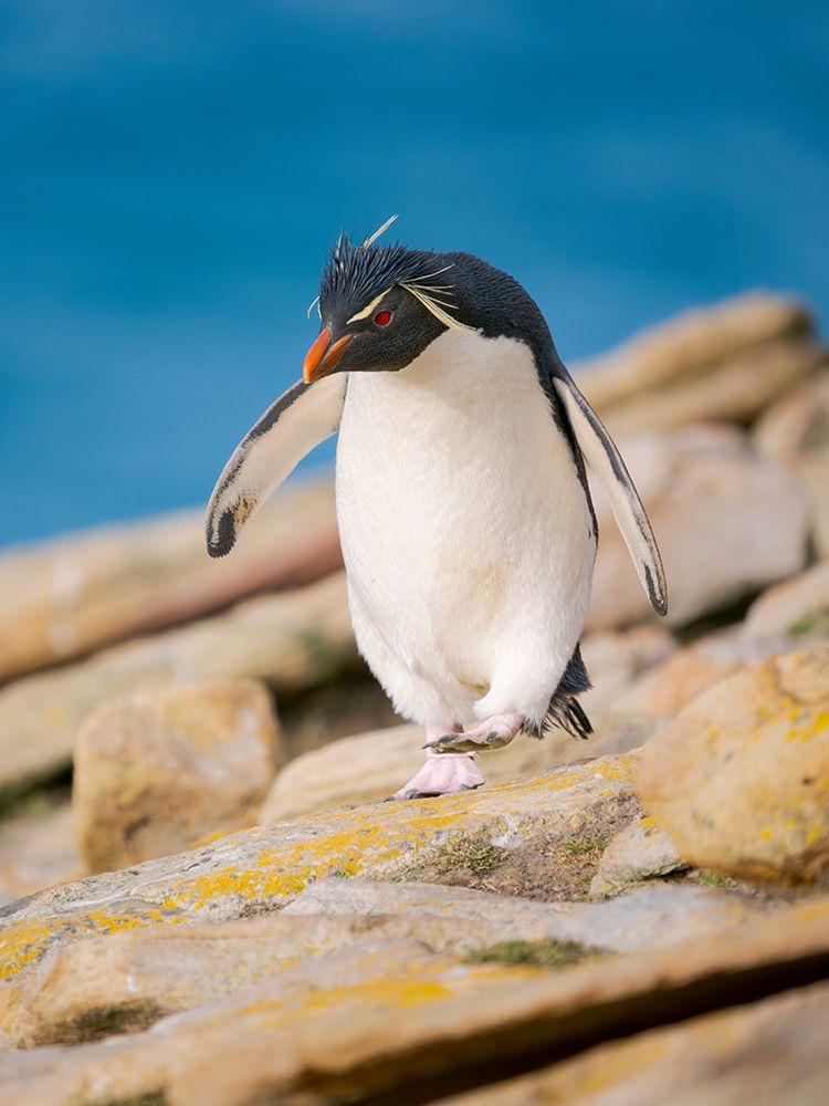 Rockhopper penguin during spring on Saunders Island, Falkland Islands. art print by Martin Zwick for $57.95 CAD