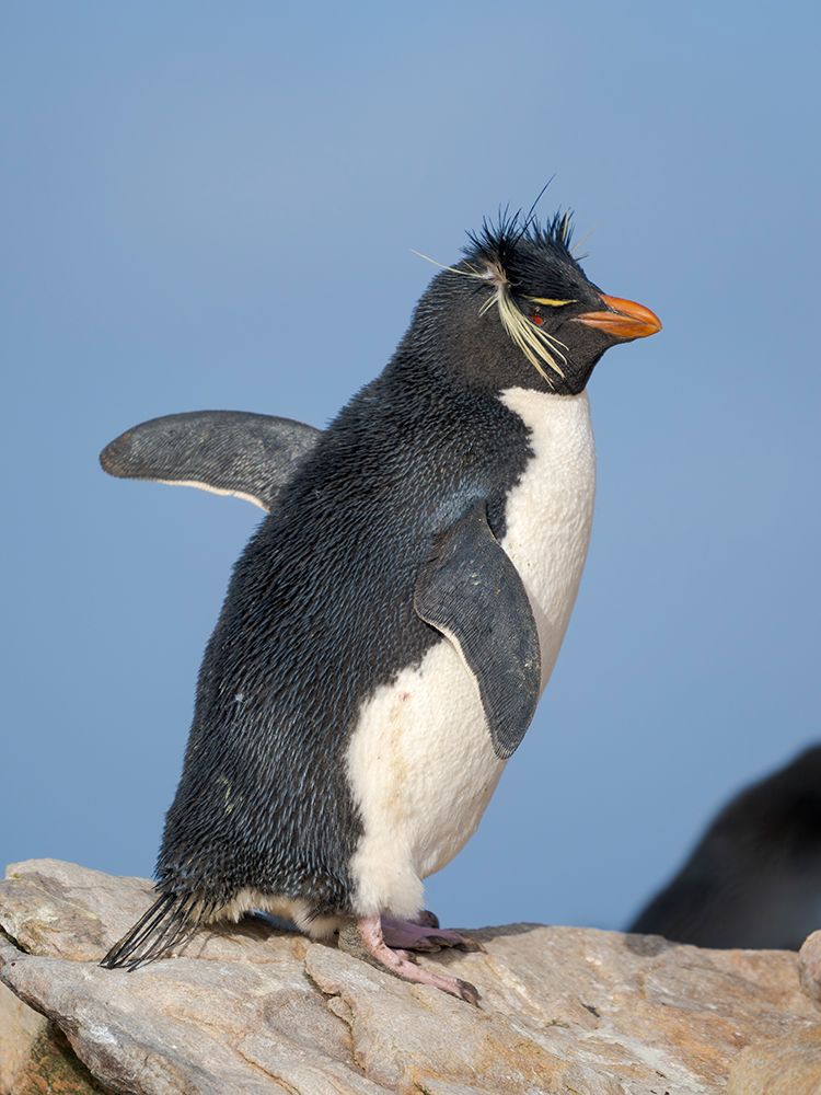 Rockhopper penguin during spring on Saunders Island, Falkland Islands. art print by Martin Zwick for $57.95 CAD