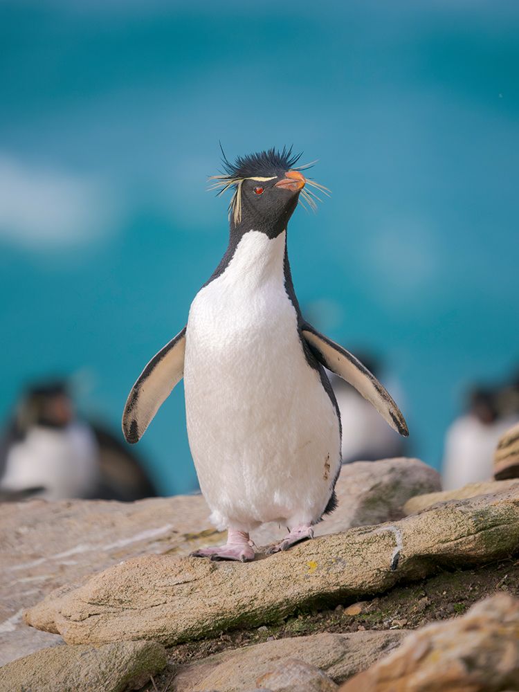 Rockhopper penguin during spring on Saunders Island, Falkland Islands. art print by Martin Zwick for $57.95 CAD