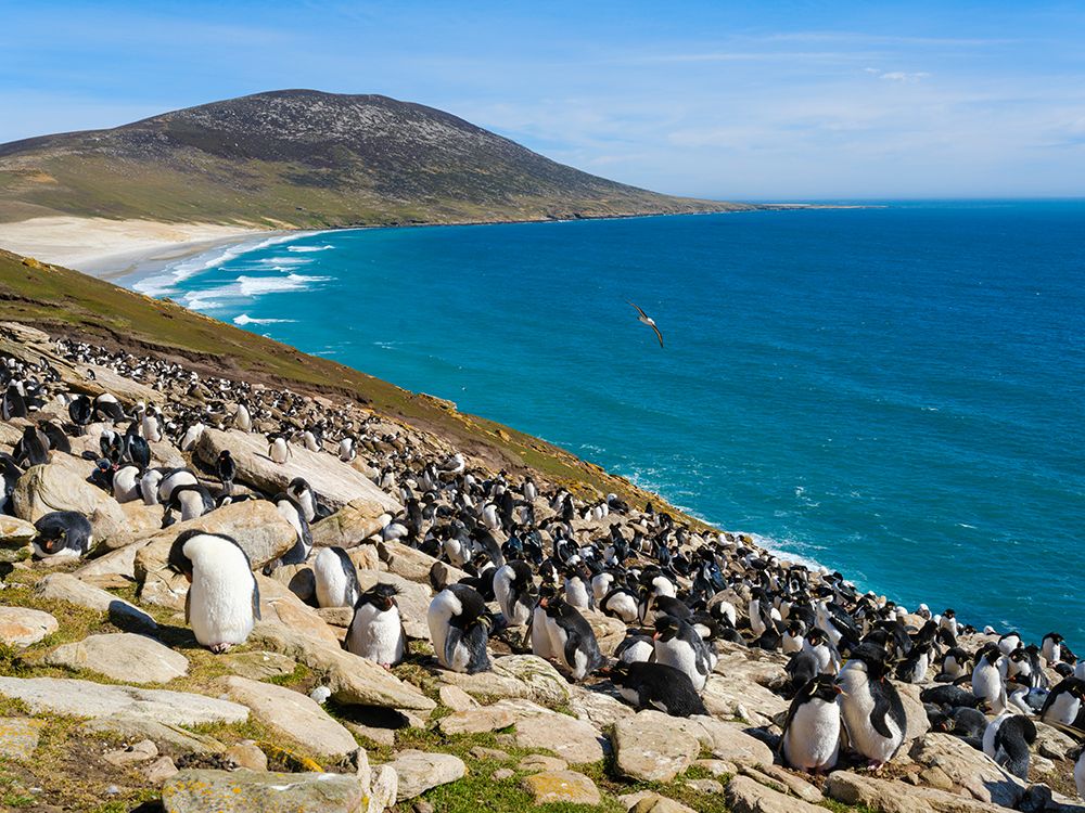 Colony of Rockhopper penguin during spring on Saunders Island, Falkland Islands. art print by Martin Zwick for $57.95 CAD