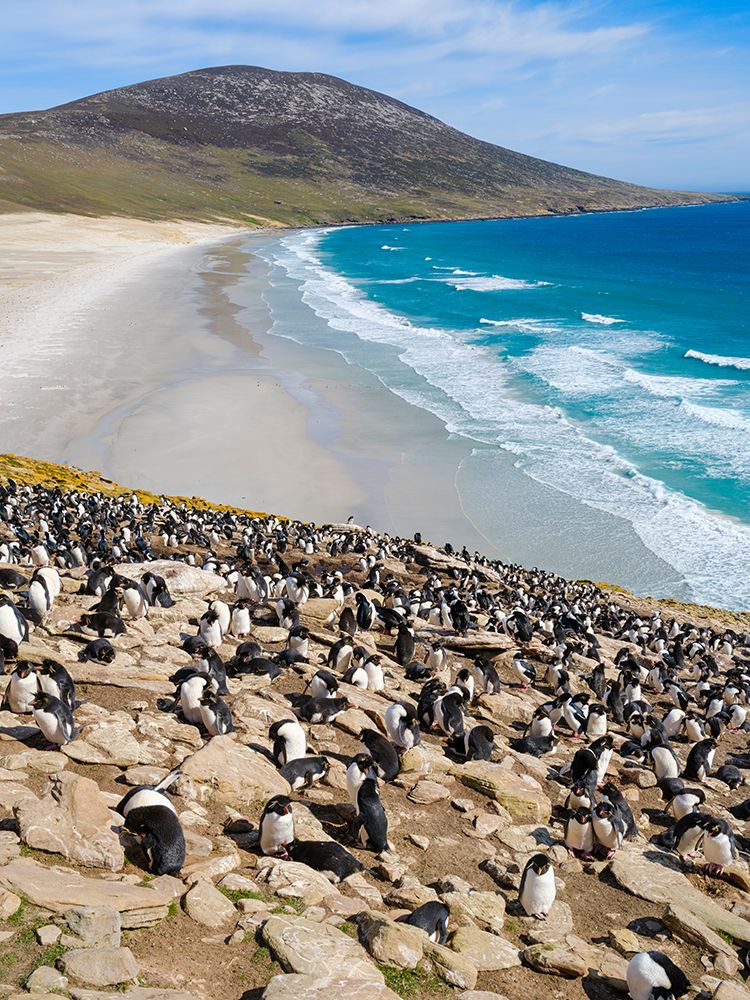Colony of Rockhopper penguin during spring on Saunders Island, Falkland Islands. art print by Martin Zwick for $57.95 CAD