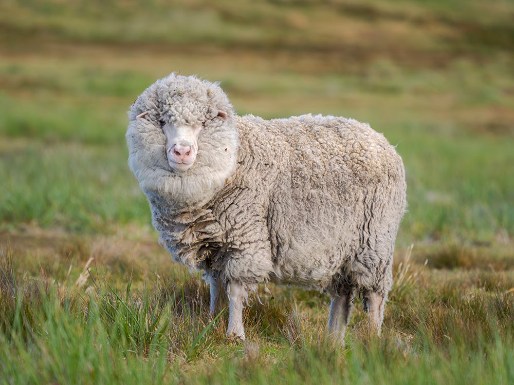 Merino sheep. Sheep farming of great economic importance to the Falkland Islands, Volunteer Point art print by Martin Zwick for $57.95 CAD