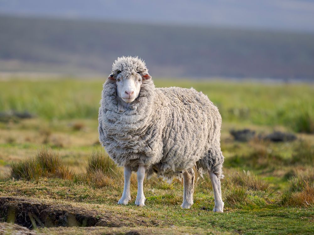 Merino sheep. Sheep farming of great economic importance to the Falkland Islands, Volunteer Point art print by Martin Zwick for $57.95 CAD