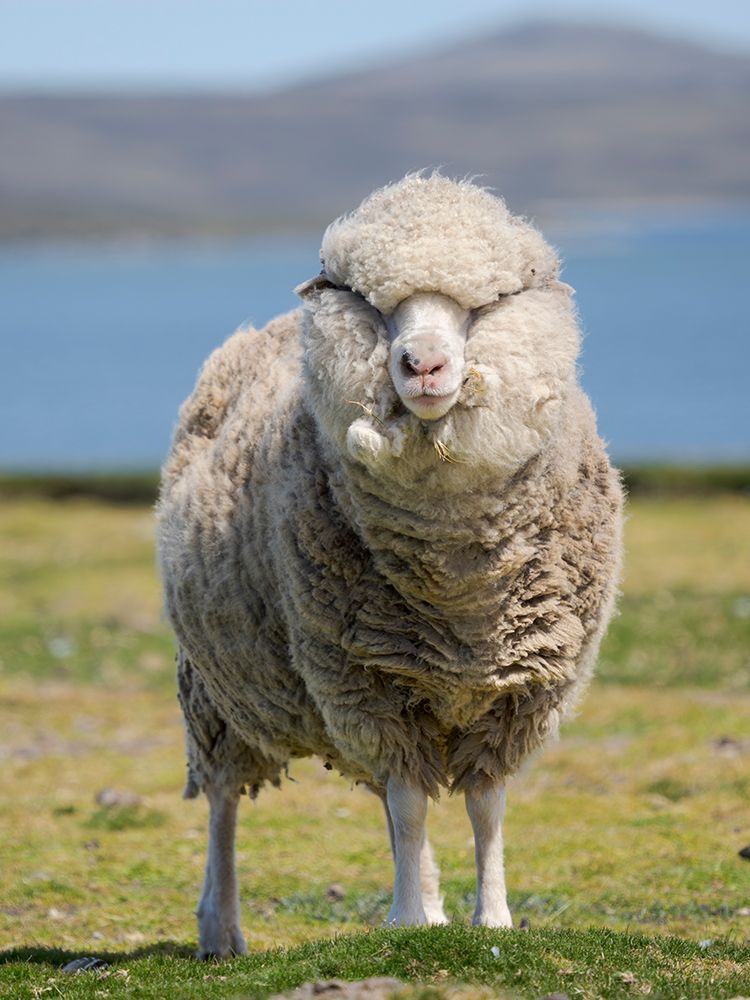 Merino sheep. Sheep farming of great economic importance to the Falkland Islands, Volunteer Point art print by Martin Zwick for $57.95 CAD
