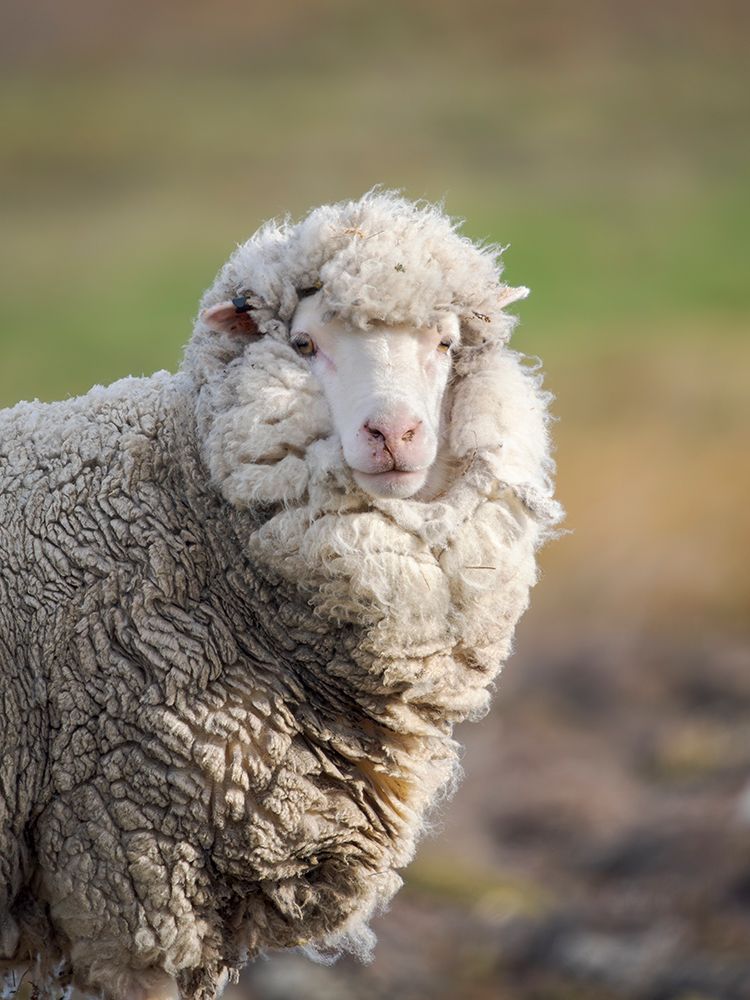 Merino sheep. Sheep farming of great economic importance to the Falkland Islands, Volunteer Point art print by Martin Zwick for $57.95 CAD