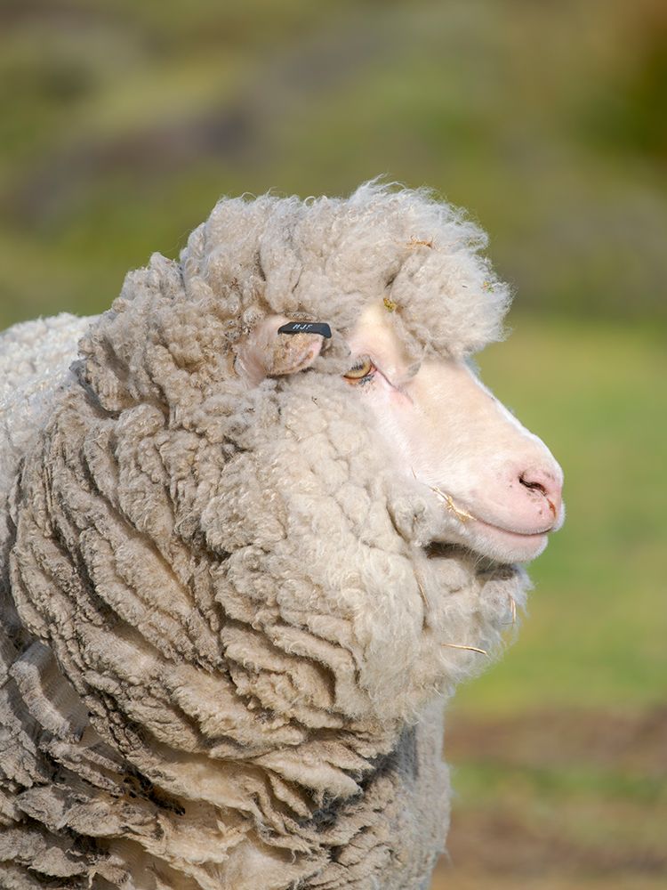 Merino sheep. Sheep farming of great economic importance to the Falkland Islands, Volunteer Point art print by Martin Zwick for $57.95 CAD