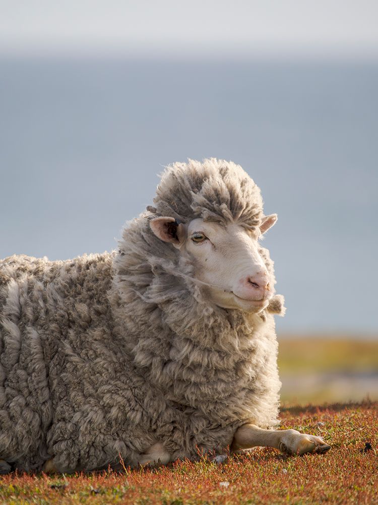 Merino sheep. Sheep farming of great economic importance to the Falkland Islands, Volunteer Point art print by Martin Zwick for $57.95 CAD