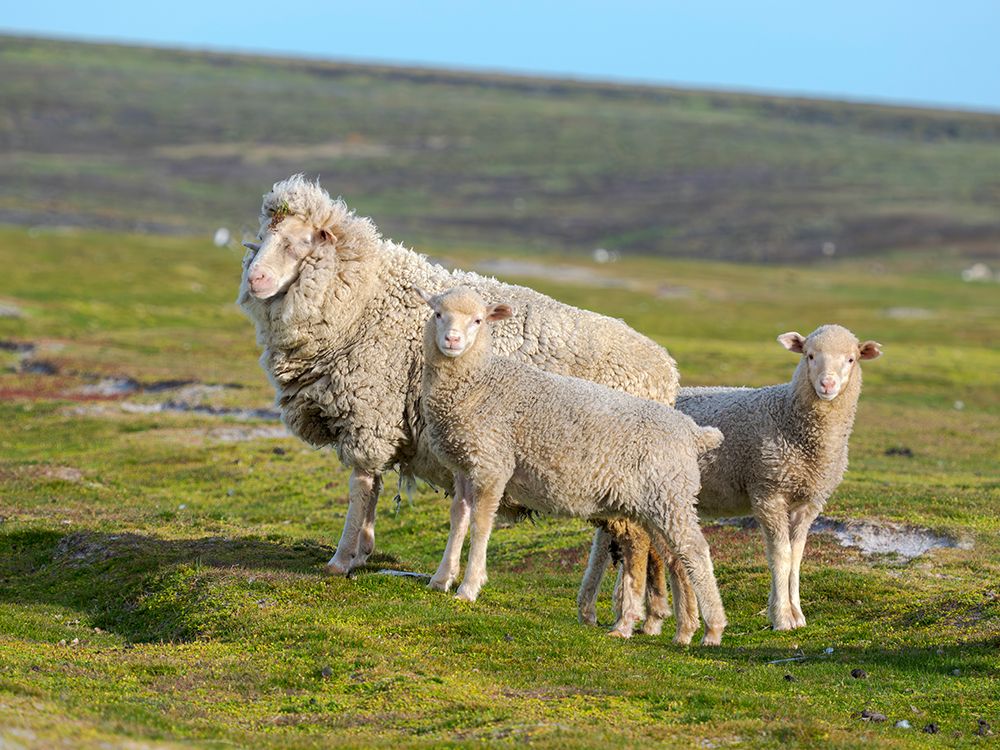 Merino sheep. Sheep farming of great economic importance to the Falkland Islands, Volunteer Point art print by Martin Zwick for $57.95 CAD