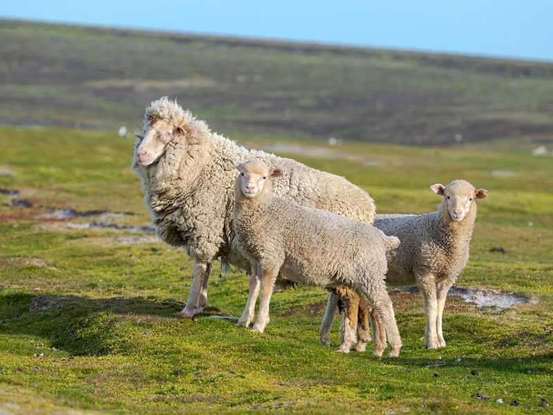 Merino sheep. Sheep farming of great economic importance to the Falkland Islands, Volunteer Point art print by Martin Zwick for $57.95 CAD