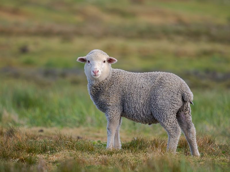 Merino sheep. Sheep farming of great economic importance to the Falkland Islands, Volunteer Point art print by Martin Zwick for $57.95 CAD