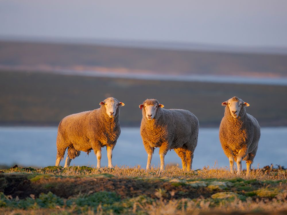 Sheep (ram). Sheep farming is still of great economic importance to the Falkland Islands. art print by Martin Zwick for $57.95 CAD
